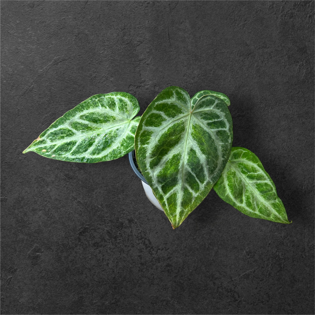 Anthurium Sylver Blush « Mint »