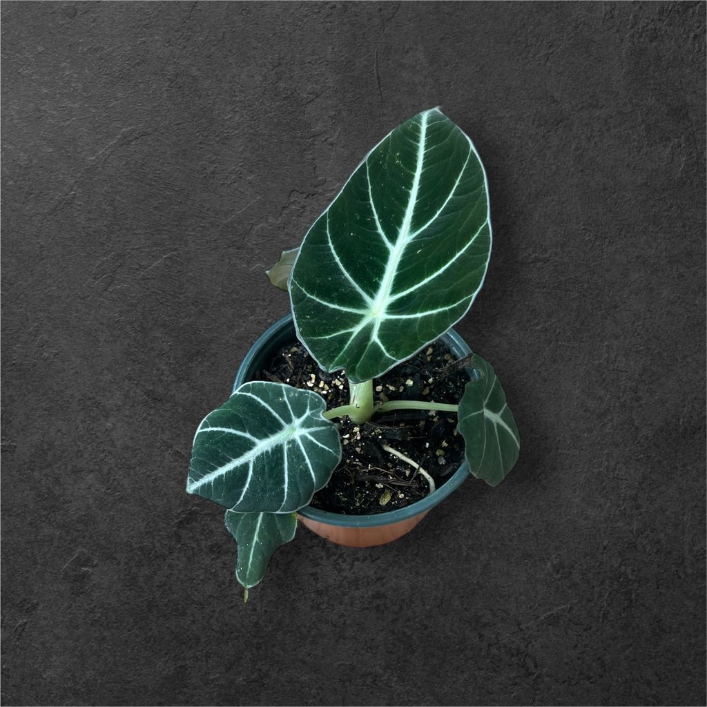 Alocasia « Ninja »