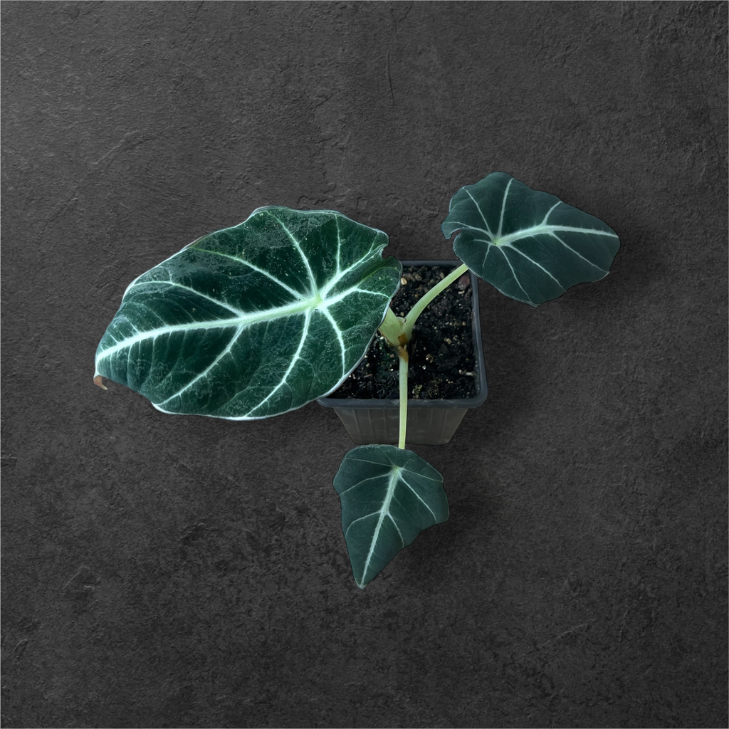 Alocasia « Ninja »