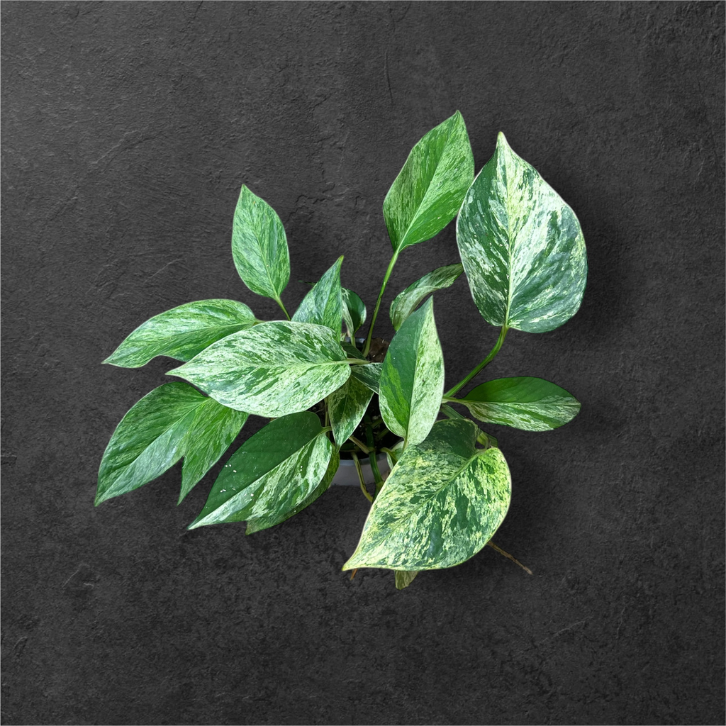 Epipremnum aureum « Marble Queen » 