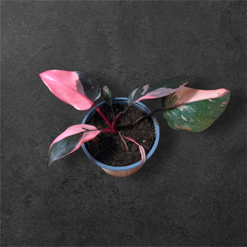 Philodendron « Pink Princess »