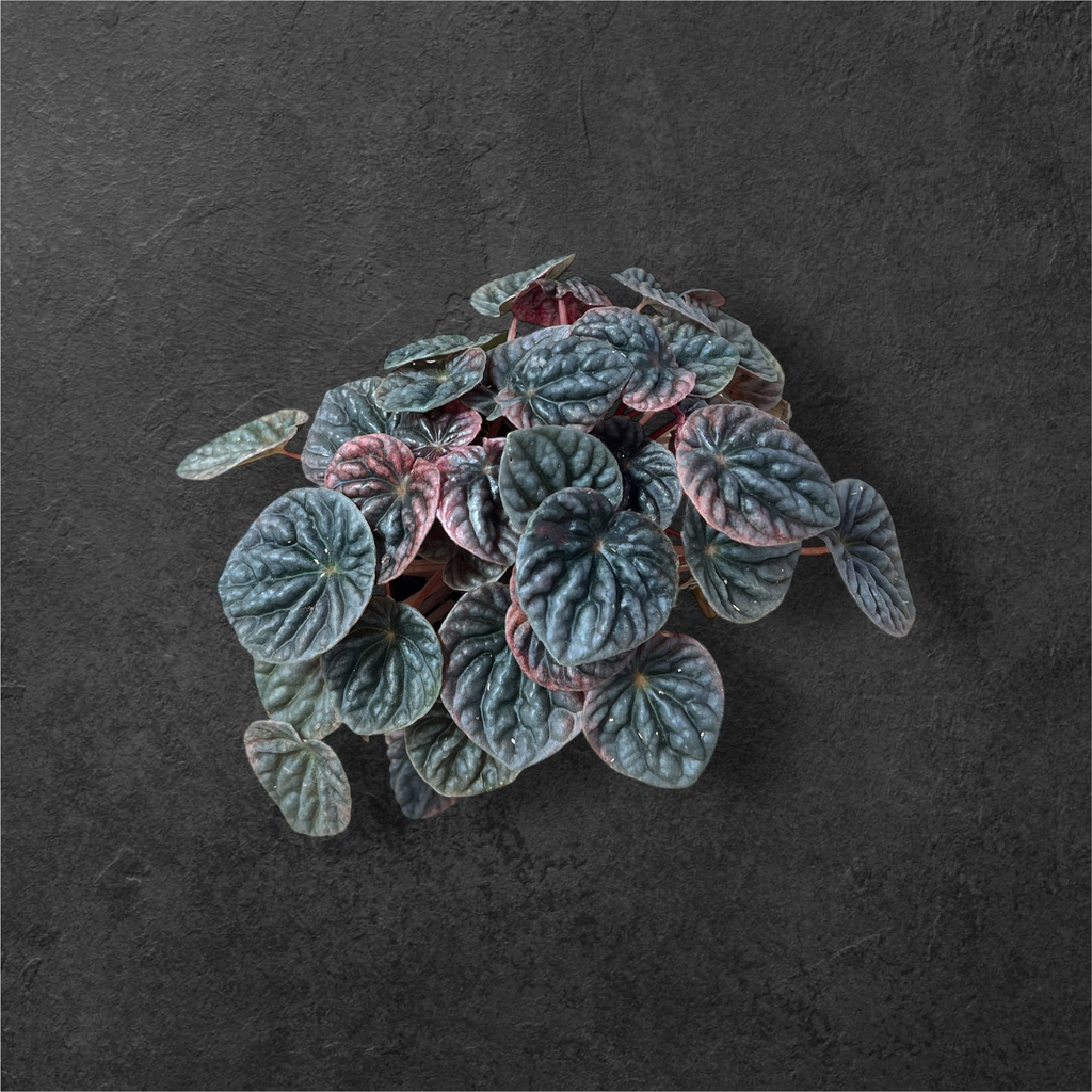 Peperomia Caperata « abricot »