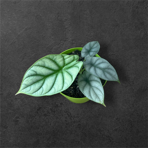 Alocasia « Silver Dragon »