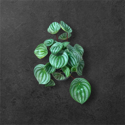 Peperomia argyreia « Watermeloen »