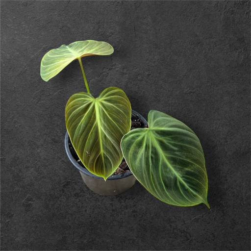 Philodendron « El Choco Red »