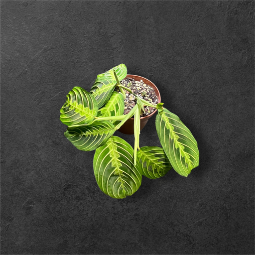 Maranta « Lemon Lime »