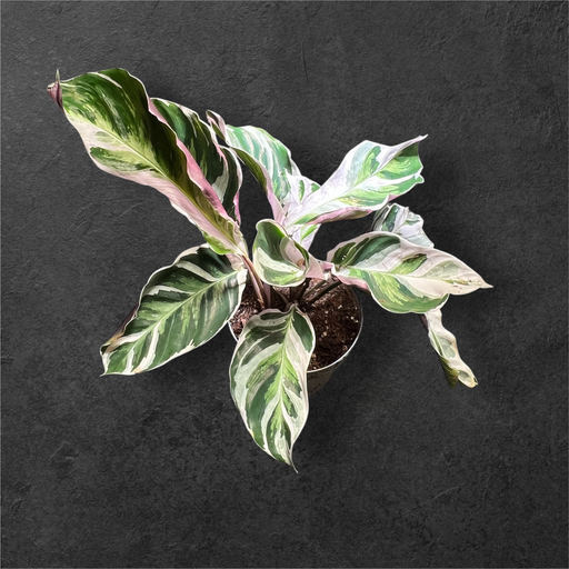 Calathea « White Fusion »