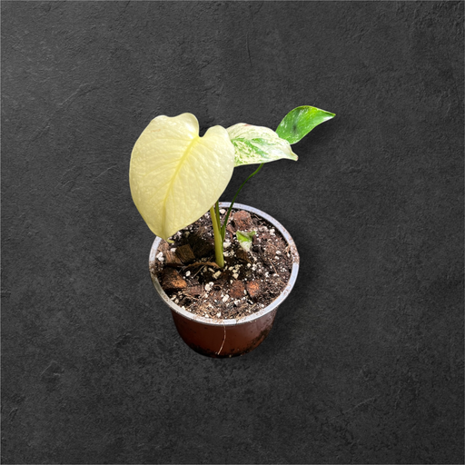 [MINT#5] Monstera Borsigiana « Mint »