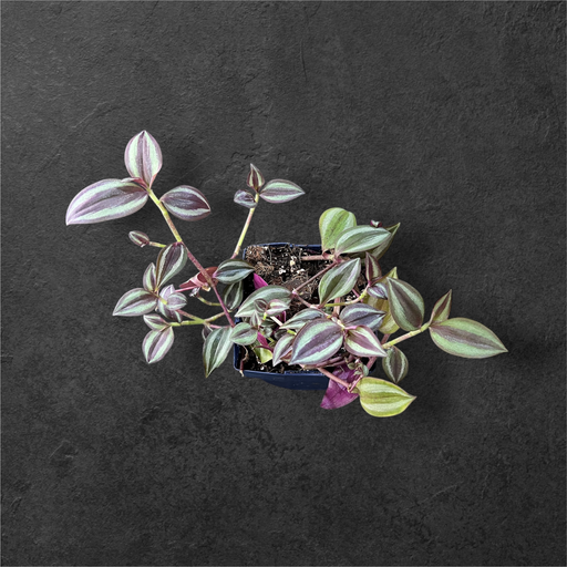 Tradescantia Zebrina 